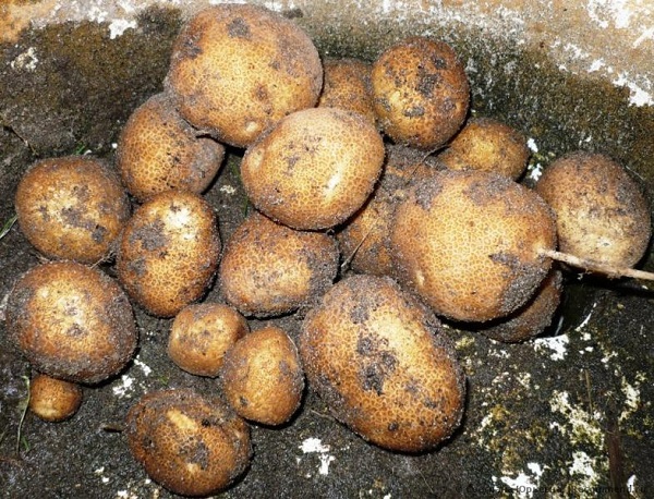 Сорт картофеля Киви: фото и описание