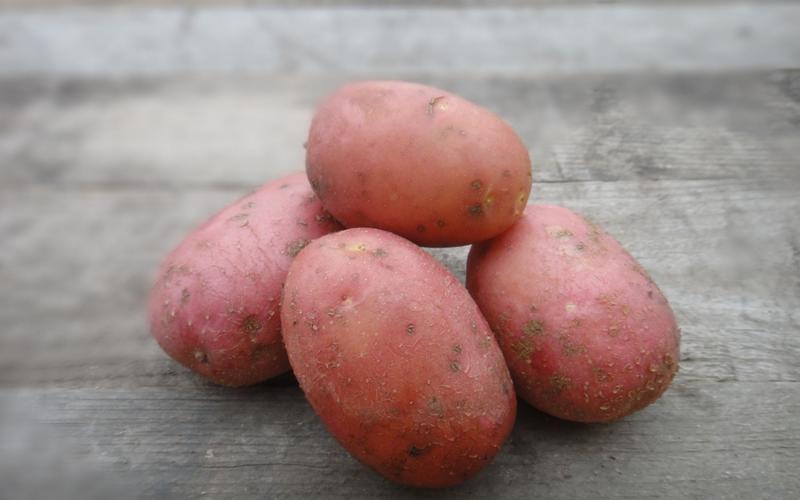 Сорт картофеля Лабелла: фото и описание