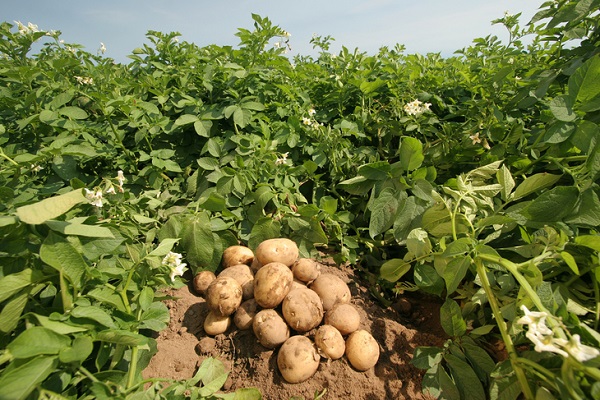 Сорт картофеля Шаман: фото и описание