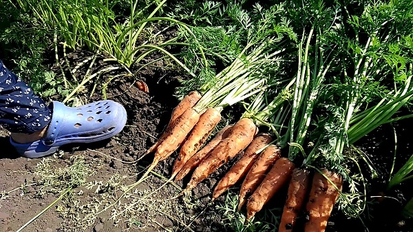 Сорт моркови Канада f1: фото и описание