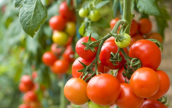Сорт томатов Клуша: фото, описание, выращивание
