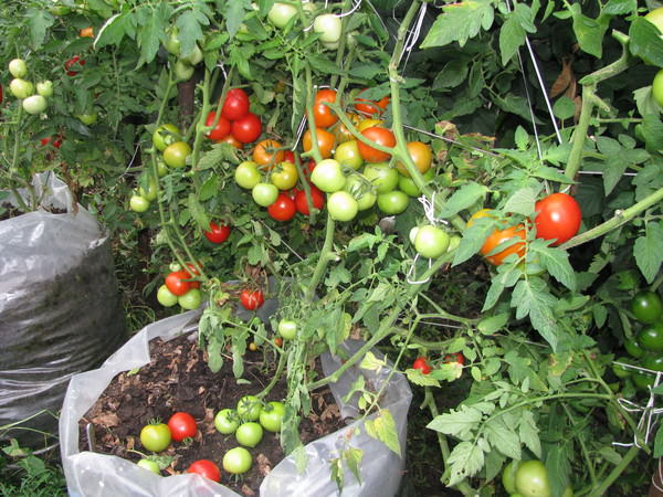 Сорт томатов натали описание фото