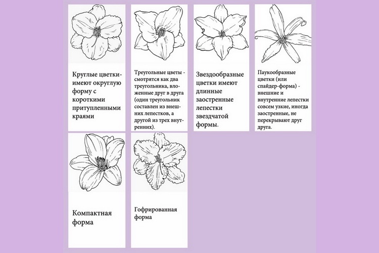 Сорта лилейников с названиями, описаниями и фото: видовые, гибридные, цветущие все лето и др. + классификации цветка