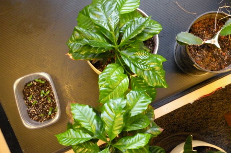 Уход за кофейным деревом в домашних условиях + описание, фото и разновидности растения для комнатного выращивания