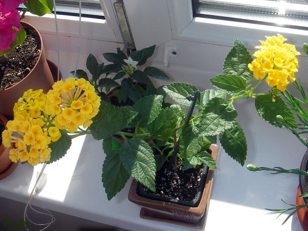 Уход за лантаной в домашних условиях, размножение, проблемы выращивания + описание цветка, основные виды и сорта с фото
