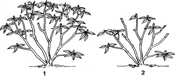 Уход за рододендроном осенью и подготовка к зиме: когда укрывают азалию, вечнозеленые, молодые кусты в разных областях