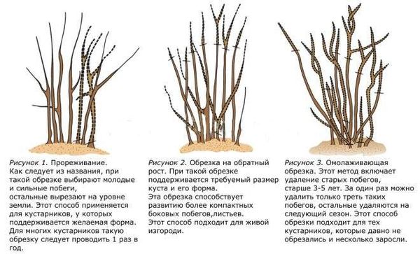Уход за вейгелой осенью и подготовка к зиме: когда обрезать, как правильно укрывать растение в разных областях страны