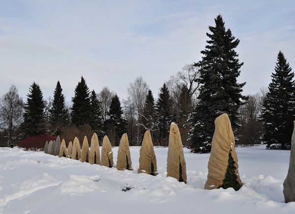 Укрытие хвойных растений на зиму: уход и варианты защиты деревьев и кустарников от снега на Урале и в других регионах