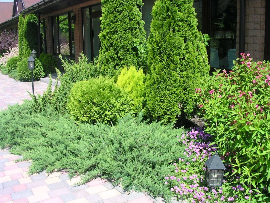Виды и сорта кипарисовика для садового и комнатного выращивания: туевидный, Лавсона, тупой, горохоплодный и нутканский