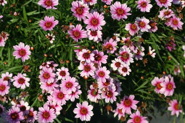 Виды кореопсиса: розовый, красильный, крупноцветковый, ушковидный, мутовчатый + ботаническое описание растения