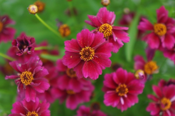 Виды кореопсиса: розовый, красильный, крупноцветковый, ушковидный, мутовчатый + ботаническое описание растения
