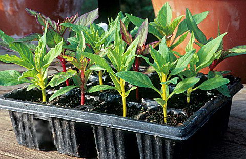 Выращивание целозии гребенчатой из семян в домашних условиях, посадка в грунт и дальнейший уход + описание культуры