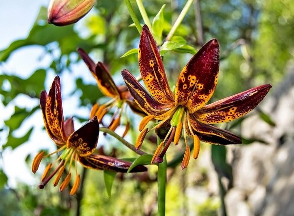 Выращивание и уход за лилиями в открытом грунте, способы размножения + описание цветка, популярные сорта с фото