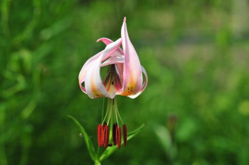 Выращивание и уход за лилиями в открытом грунте, способы размножения + описание цветка, популярные сорта с фото