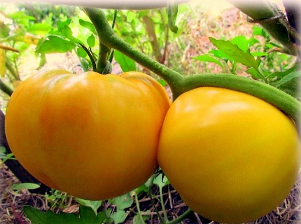 Желтые сорта помидоров с фото и описанием