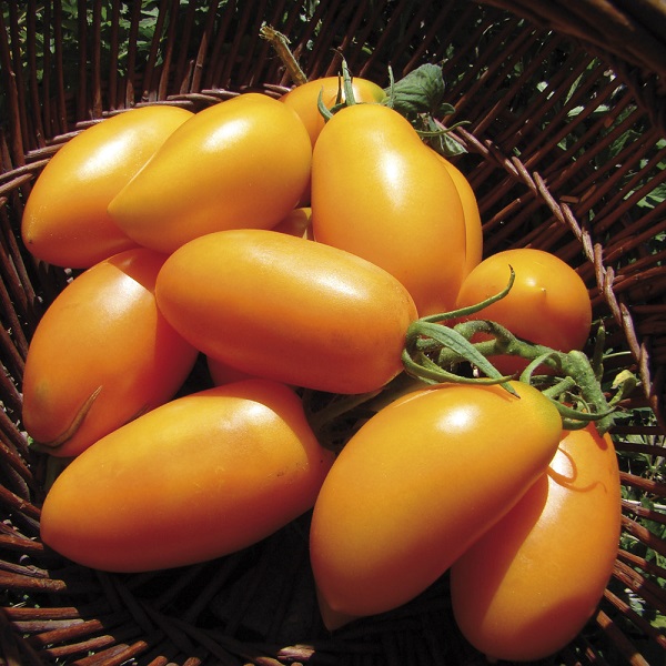 Желтые сорта помидоров с фото и описанием