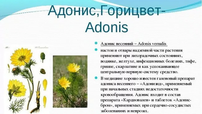Цветок адонис: описание и фото, свойства и применение растения + особенности посадки и ухода, болезни и вредители