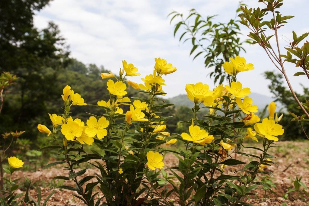 Фото, посадка и уход за цветком энотера в открытом грунте + описание и свойства растения, популярные виды и сорта