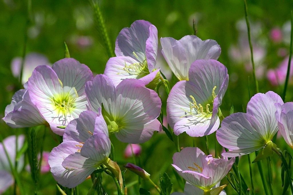 Фото, посадка и уход за цветком энотера в открытом грунте + описание и свойства растения, популярные виды и сорта