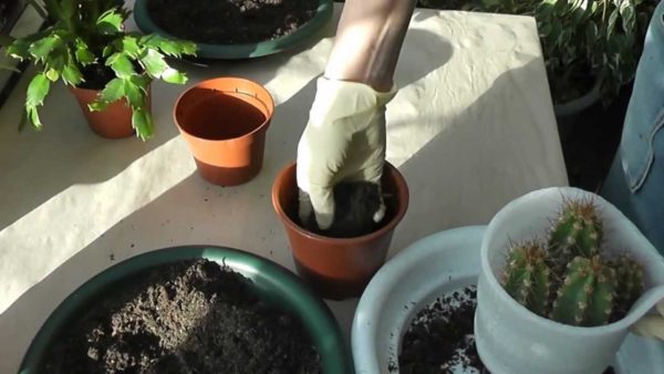Как пересадить кактус в домашних условиях