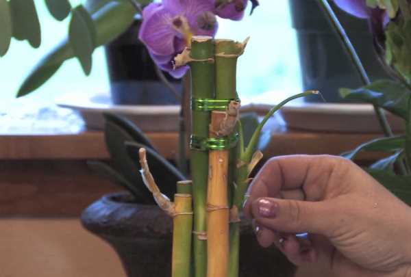 Как размножить бамбук в домашних условиях