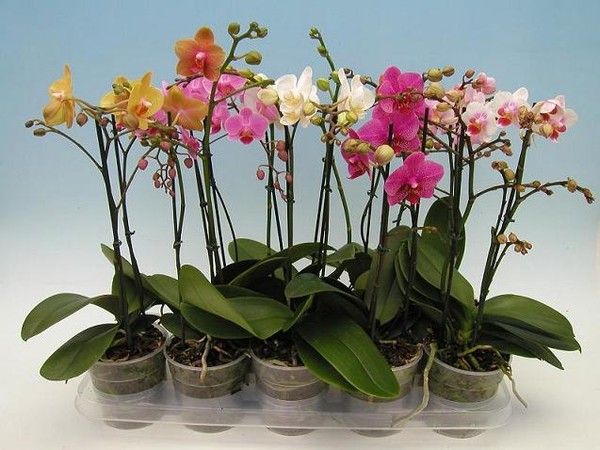 Почему не цветет орхидея фаленопсис в домашних условиях