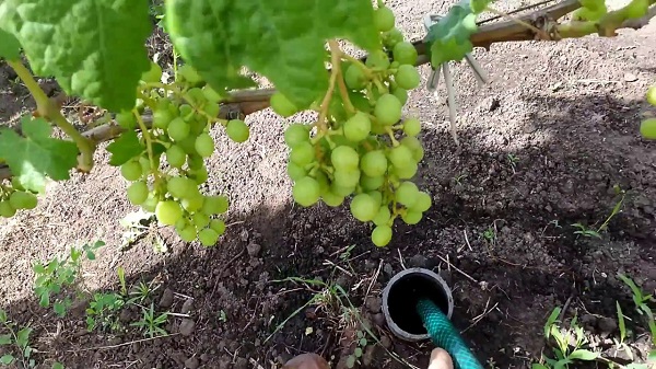 Полив винограда летом