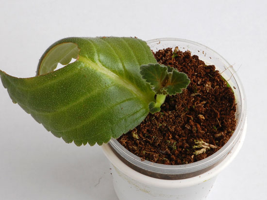 Размножение глоксинии в домашних условиях: листом, черенками