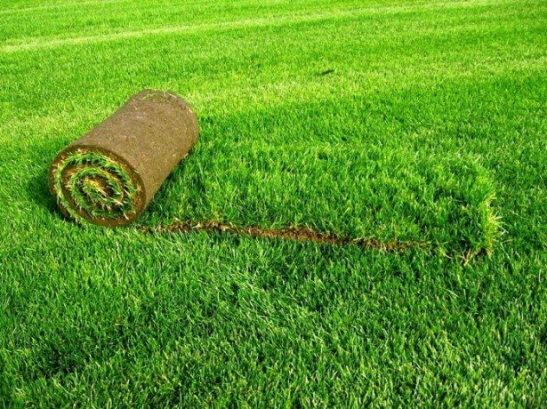 Рулонный газон: преимущества и недостатки, как выбрать, инструкция по укладке и дальнейший уход + фото
