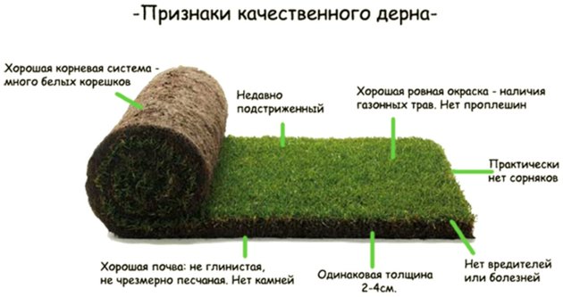Рулонный газон: преимущества и недостатки, как выбрать, инструкция по укладке и дальнейший уход + фото