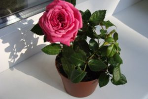 Виды комнатных роз: описание и фото